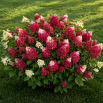 Hortenzia metlinatá (Hydrangea paniculata) ´LIVING RED VELVET®´ by LIVING CREATIONS® - výška 20-30 cm, kont. C1,5L